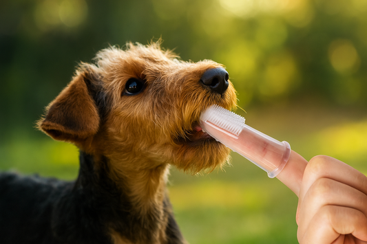 Super Soft Silicone Pet Finger Toothbrush – Dog & Cat Dental Care Tool